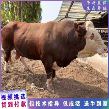 西门塔尔牛肉牛犊！改良小黄牛怀孕大母牛！育肥牛