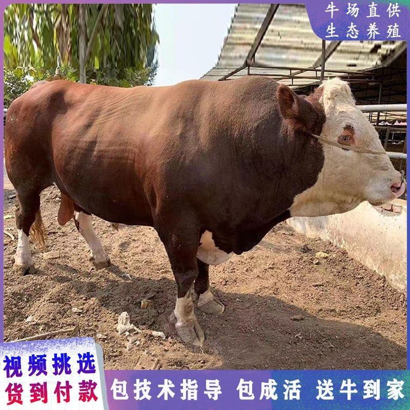 西门塔尔牛肉牛犊！改良小黄牛怀孕大母牛！育肥牛