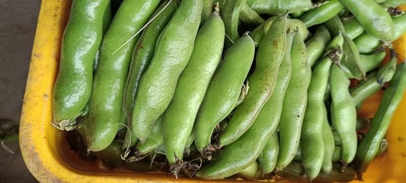 青豆大量上市产地自销货源充足欢迎进店选购