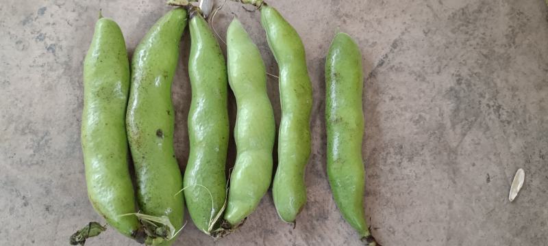 青豆大量上市产地自销货源充足欢迎进店选购