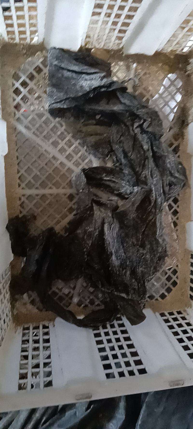 福建海带干货日晒新菜海参菜鲍鱼菜批发(不含运费)
