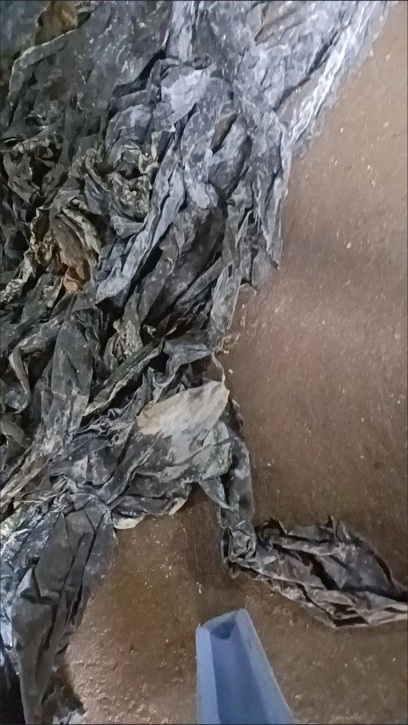福建海带干货日晒新菜海参菜鲍鱼菜批发(不含运费)