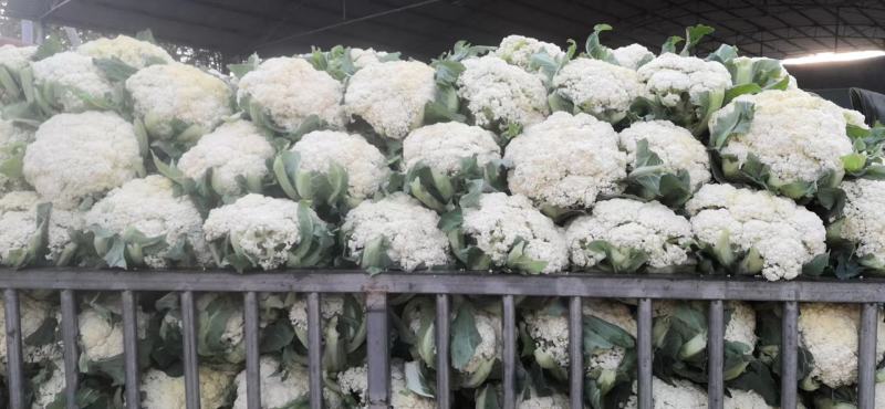 【热卖】松花菜，产地直发，欢迎进店，咨询选购。