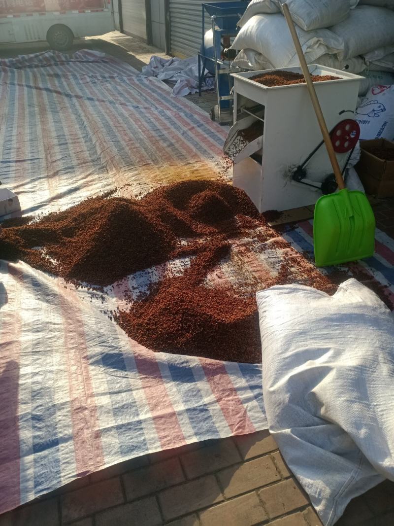 沙棘果，正宗新疆野生沙棘果沙棘子沙棘粉沙棘果酱质量保证！