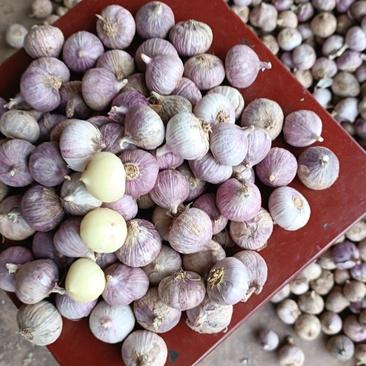 高原红蒜紫蒜香蒜精品2..0以下的珍珠蒜
