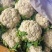 【热卖】松花菜，产地直发，欢迎进店，咨询选购。