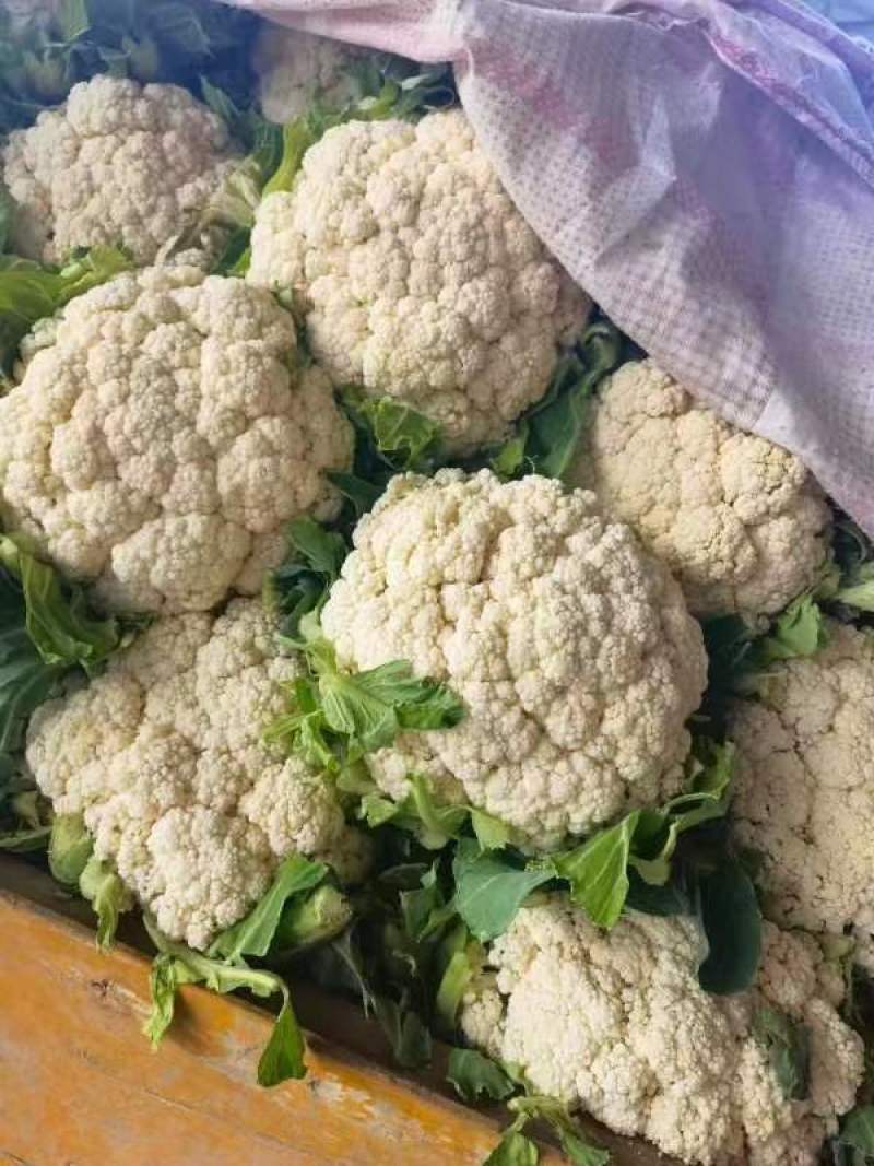 【热卖】松花菜，产地直发，欢迎进店，咨询选购。