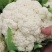 【热卖】松花菜，产地直发，欢迎进店，咨询选购。