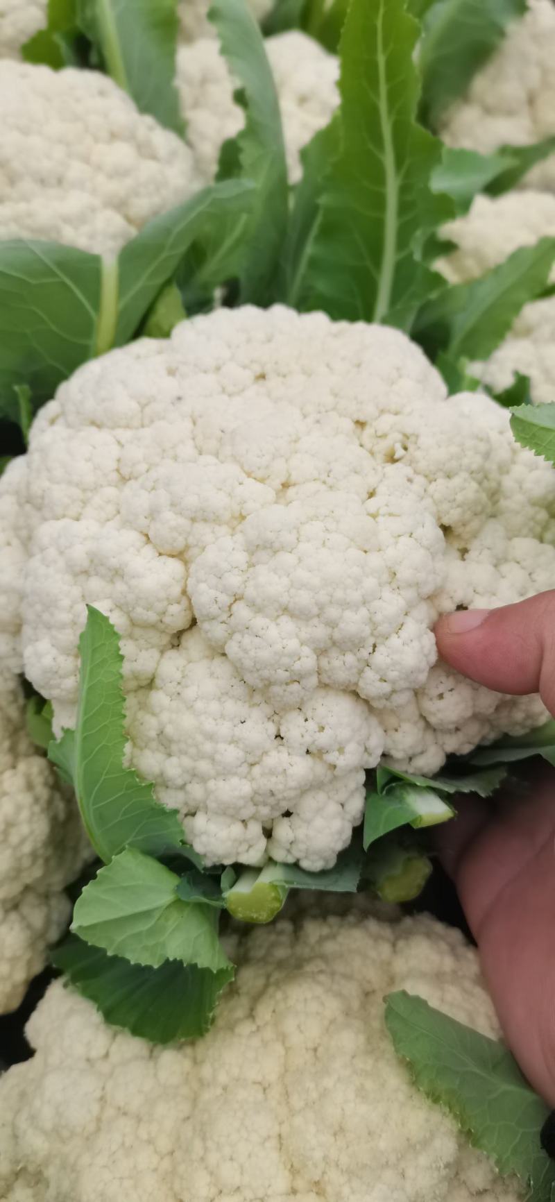 【热卖】松花菜，产地直发，欢迎进店，咨询选购。