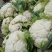 【热卖】松花菜，产地直发，欢迎进店，咨询选购。