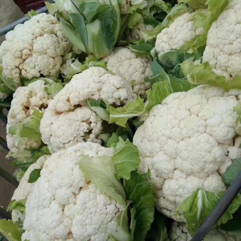 【热卖】松花菜，产地直发，欢迎进店，咨询选购。