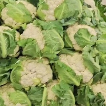 【热卖】松花菜，产地直发，欢迎进店，咨询选购。
