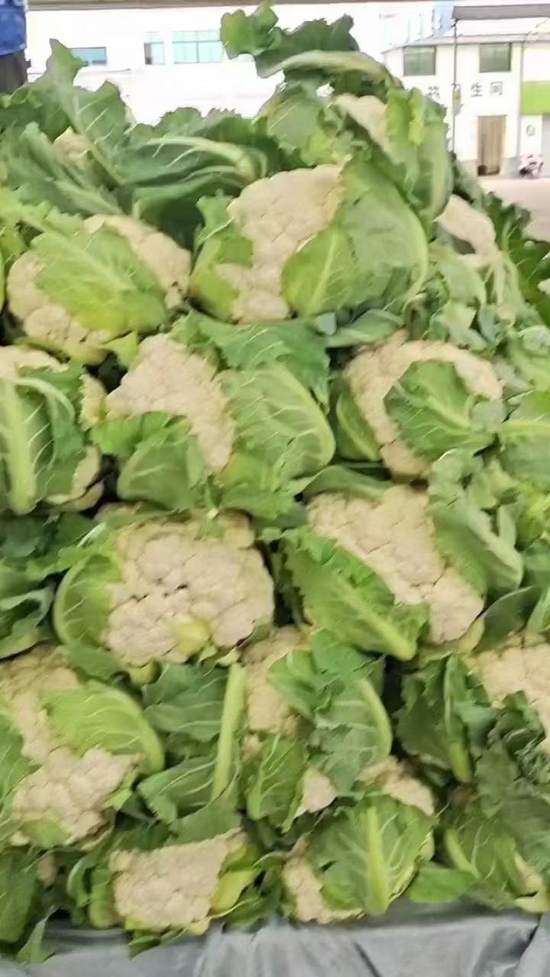 【热卖】松花菜，产地直发，欢迎进店，咨询选购。