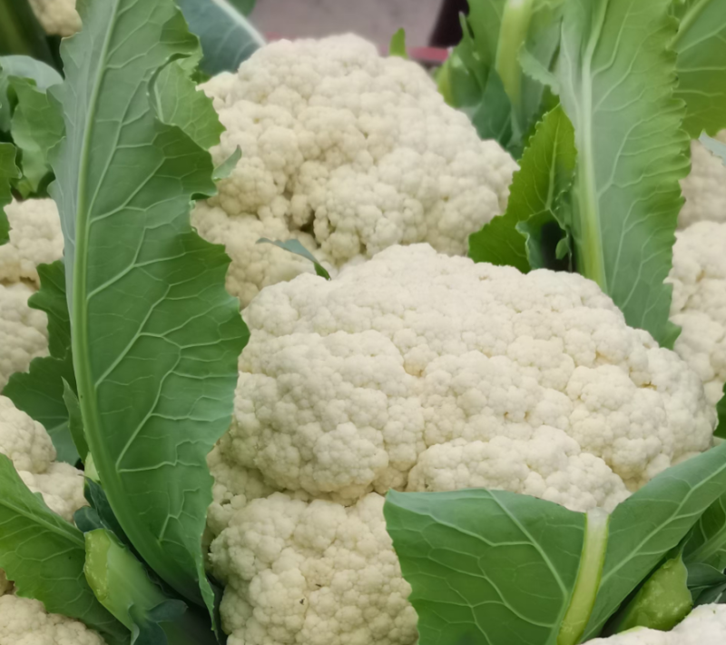 【热卖】松花菜，产地直发，欢迎进店，咨询选购。
