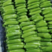 山东费县精品绿皮西葫芦大量现货大量上市颜色绿条形直