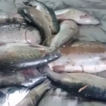 青海龙羊峡水库三文鱼，今天出水一吨左右。需要的联系我哦