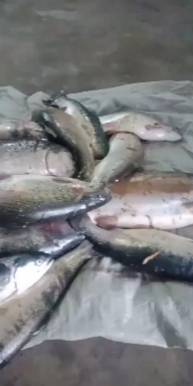 青海龙羊峡水库三文鱼，今天出水一吨左右。需要的联系我哦