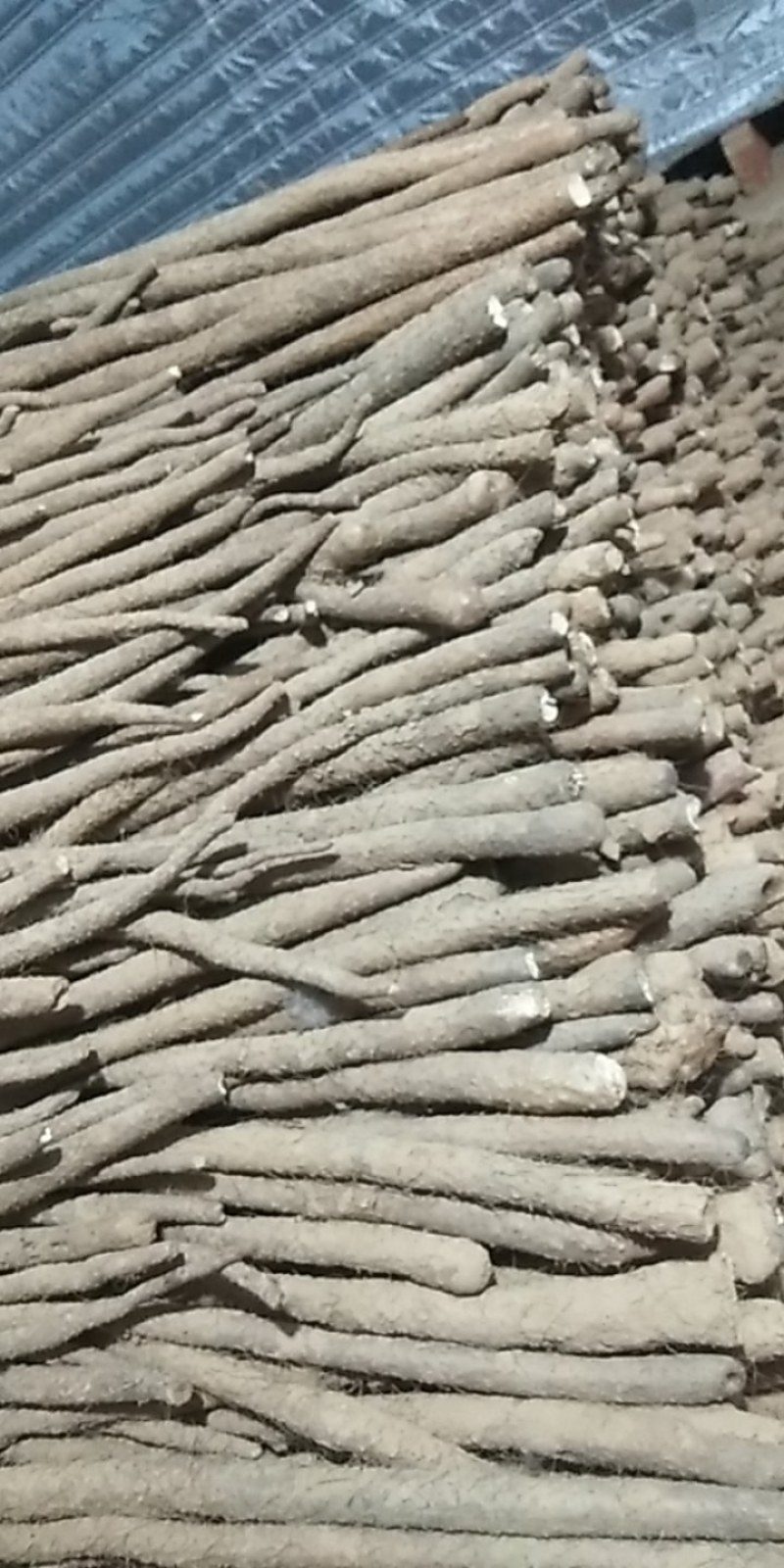 铁棍山药