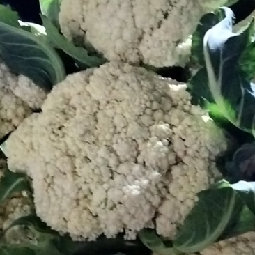 有机花菜