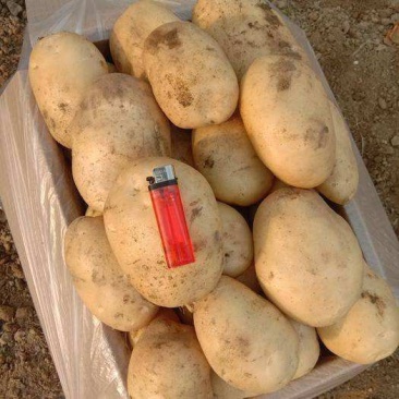 丽薯6号土豆，白皮白心，果型不错，色泽光亮