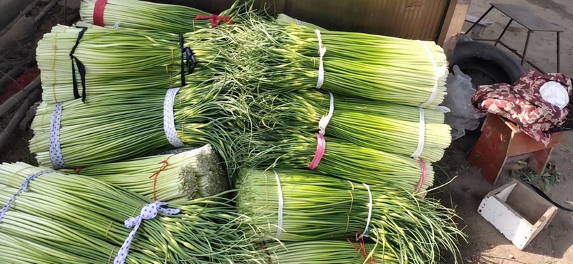 蒜薹植物学形态全貌:长度约45cm,直径0.6cm,花苞未开裂,茎表覆蜡质层,基部微紫晕 新鲜采摘的整株蒜薹特写,展示其细长圆柱状茎干、顶端紧闭的浅绿色花苞(蒜薹帽)、基部略膨大的过渡区,背景为湿润黑色壤土,茎表可见细微蜡质白霜