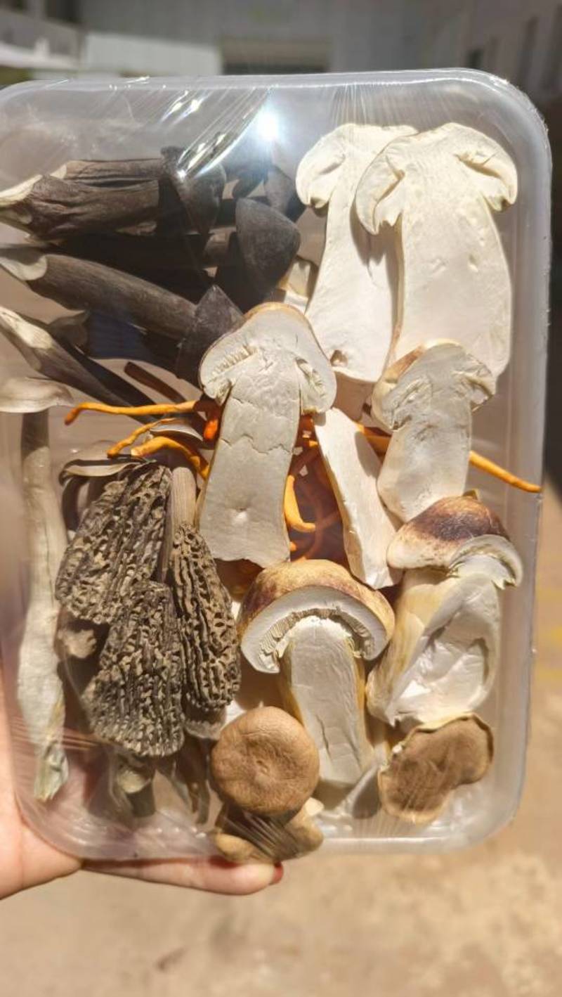 冻干菌汤包云南特产七彩菌汤包可定制一件代发