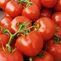 红番茄别名西红柿、洋柿子，古名六月柿、喜报三元。果实营养