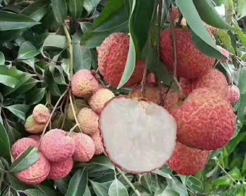 荔枝苗仙进奉荔枝苗A4无核荔枝苗桂味妃子笑等