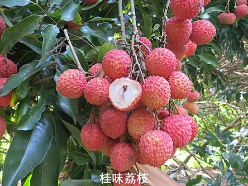 荔枝苗仙进奉荔枝苗A4无核荔枝苗桂味妃子笑等