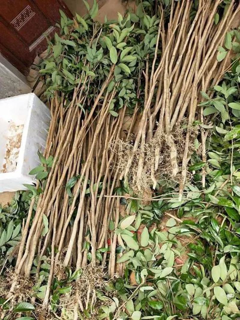 荔枝苗仙进奉荔枝苗A4无核荔枝苗桂味妃子笑等