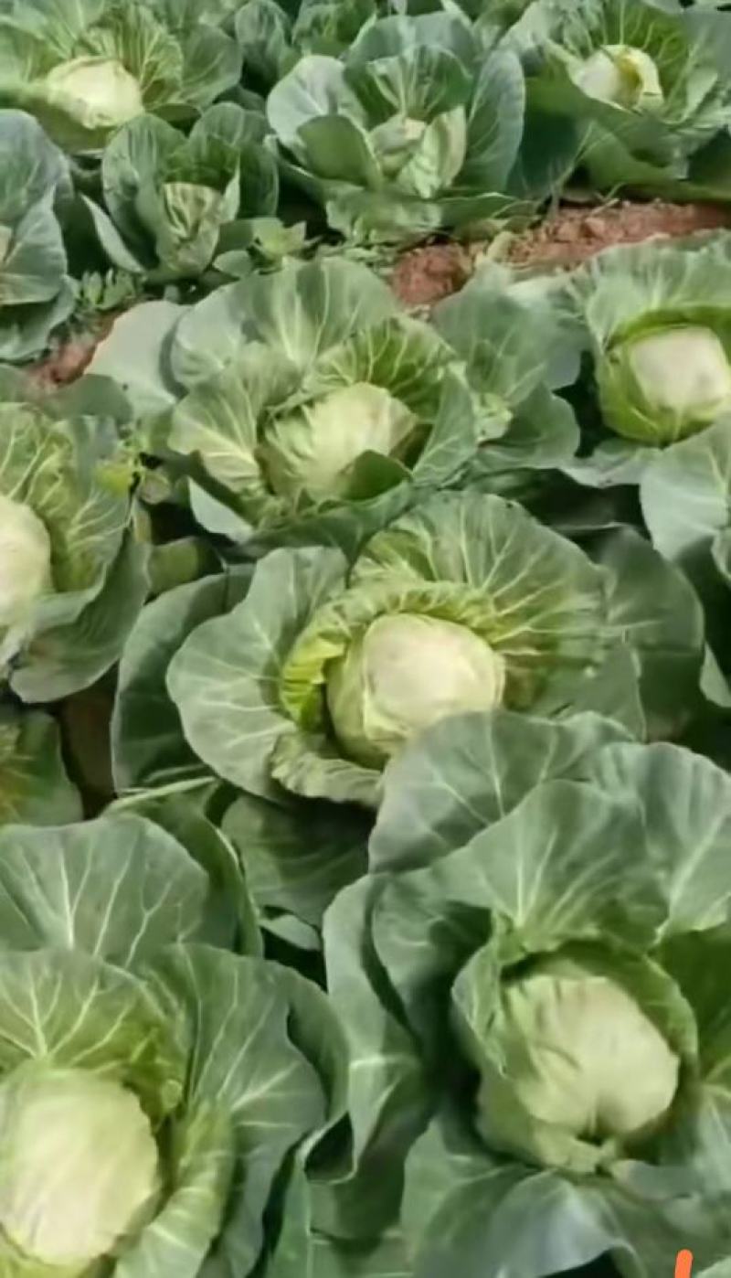 精品甘蓝花白新货上市支持电商平台合作批发商无任何中间商
