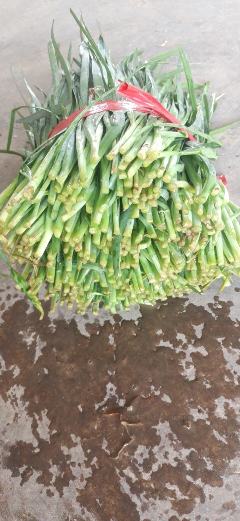 大棚韭菜大量上市。。质量好。。欢迎采购。。。。。。。。。