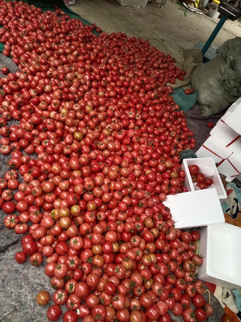 【优】普罗旺斯西红柿产地直发品质保证量大从优