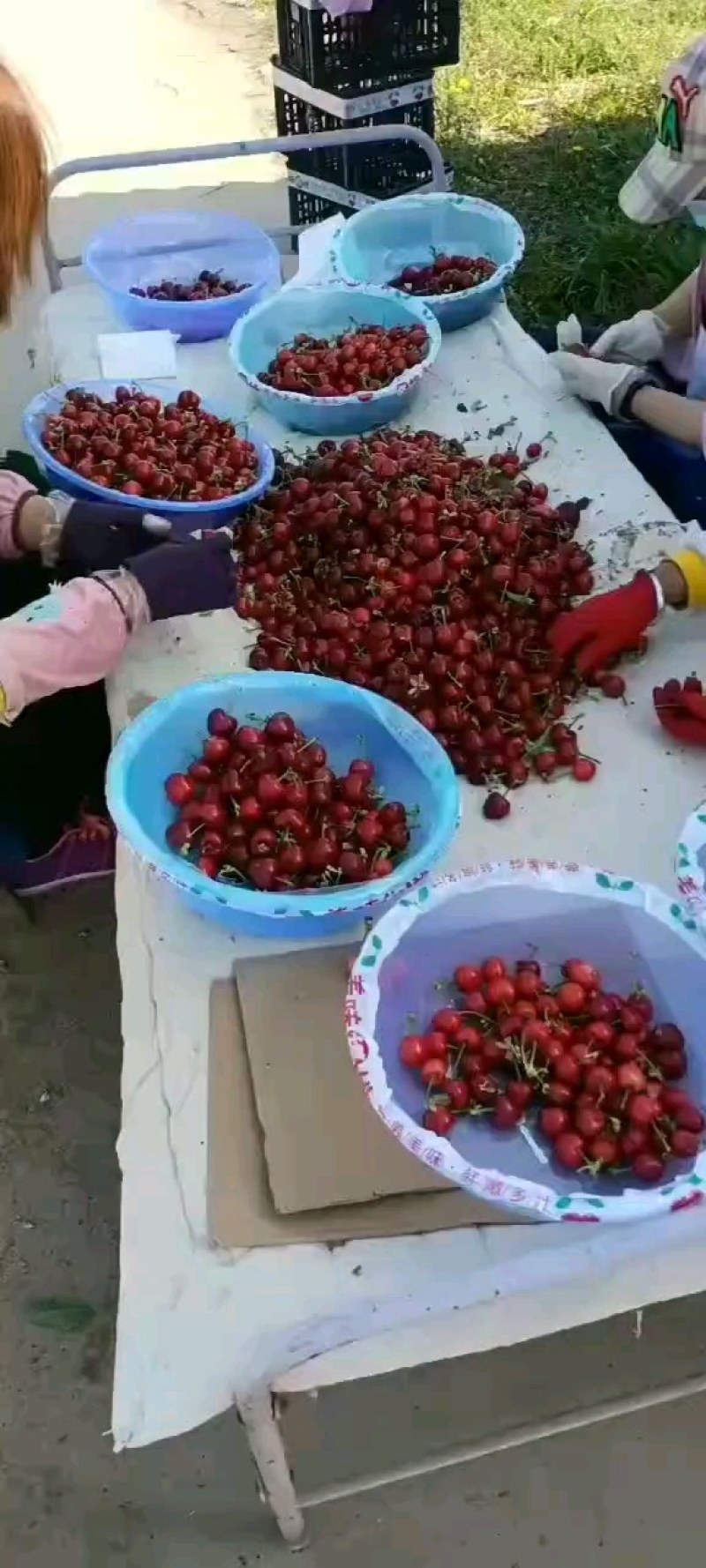 樱桃基地直供，陕西大棚樱桃供应，有需要前来订购