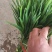 韭菜大量上市。。质量好。。。，食品厂。电商鲜欢迎采购。