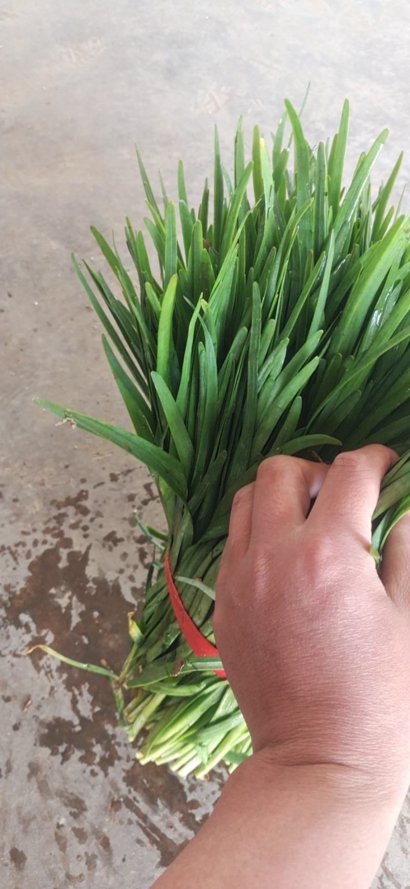 韭菜大量上市。。质量好。。。，食品厂。电商鲜欢迎采购。
