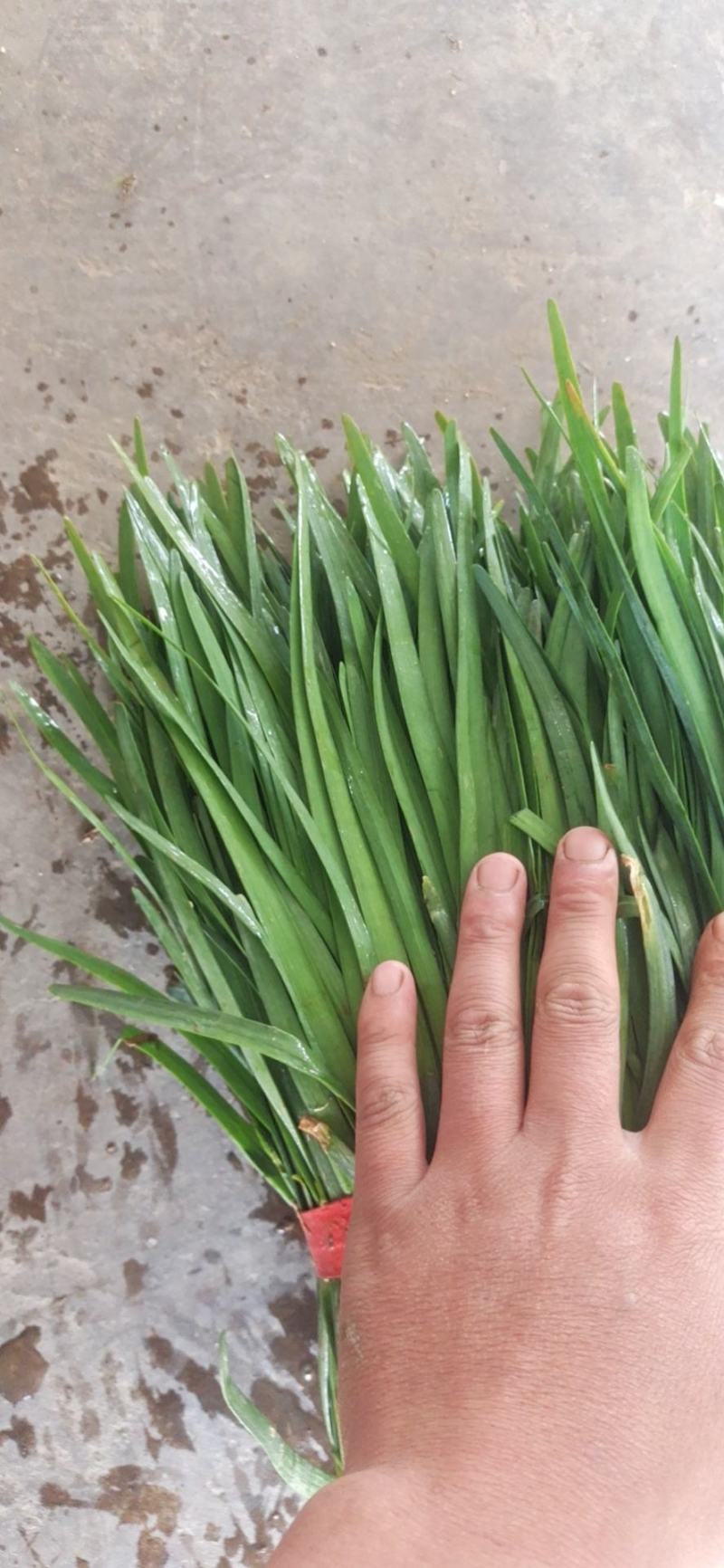 韭菜大量上市。。质量好。。。，食品厂。电商鲜欢迎采购。