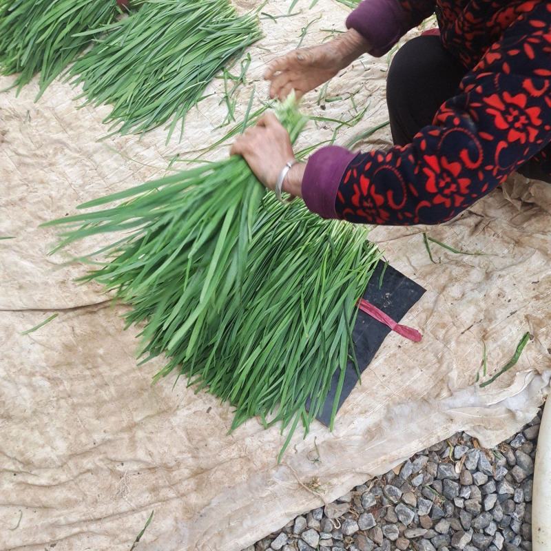 韭菜大量上市。。质量好。。。，食品厂。电商鲜欢迎采购。
