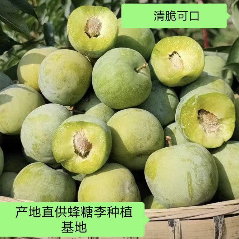 蜂糖李种植基地，四月李果大鲜美