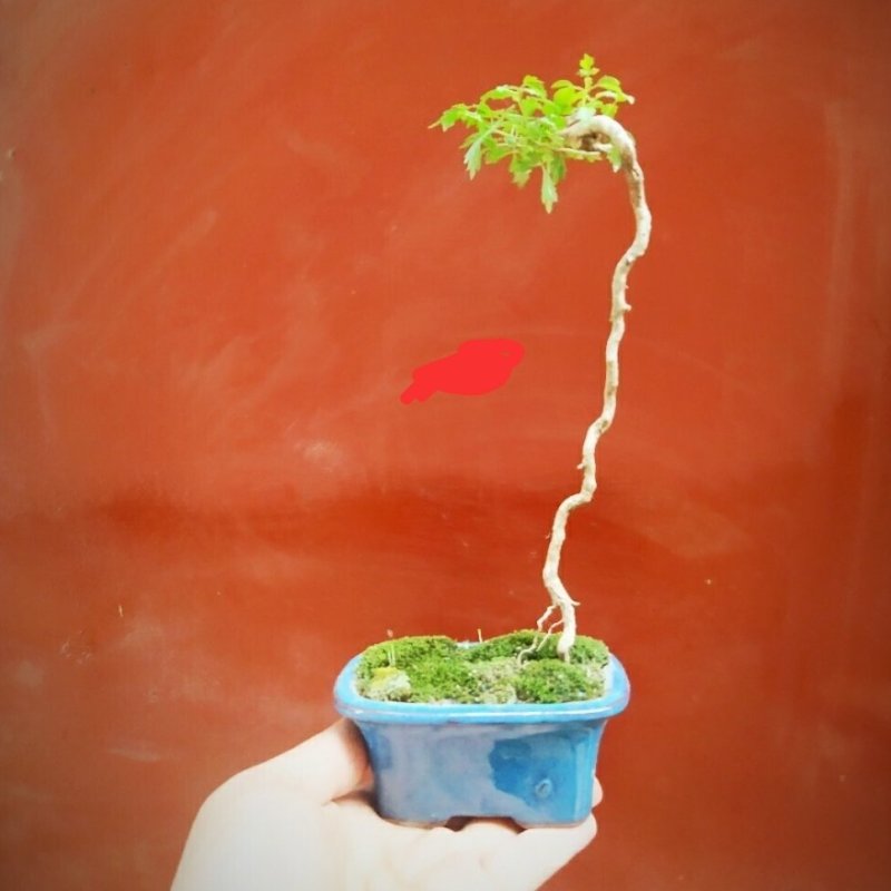 黄荆盆景悬崖桩高提根老桩