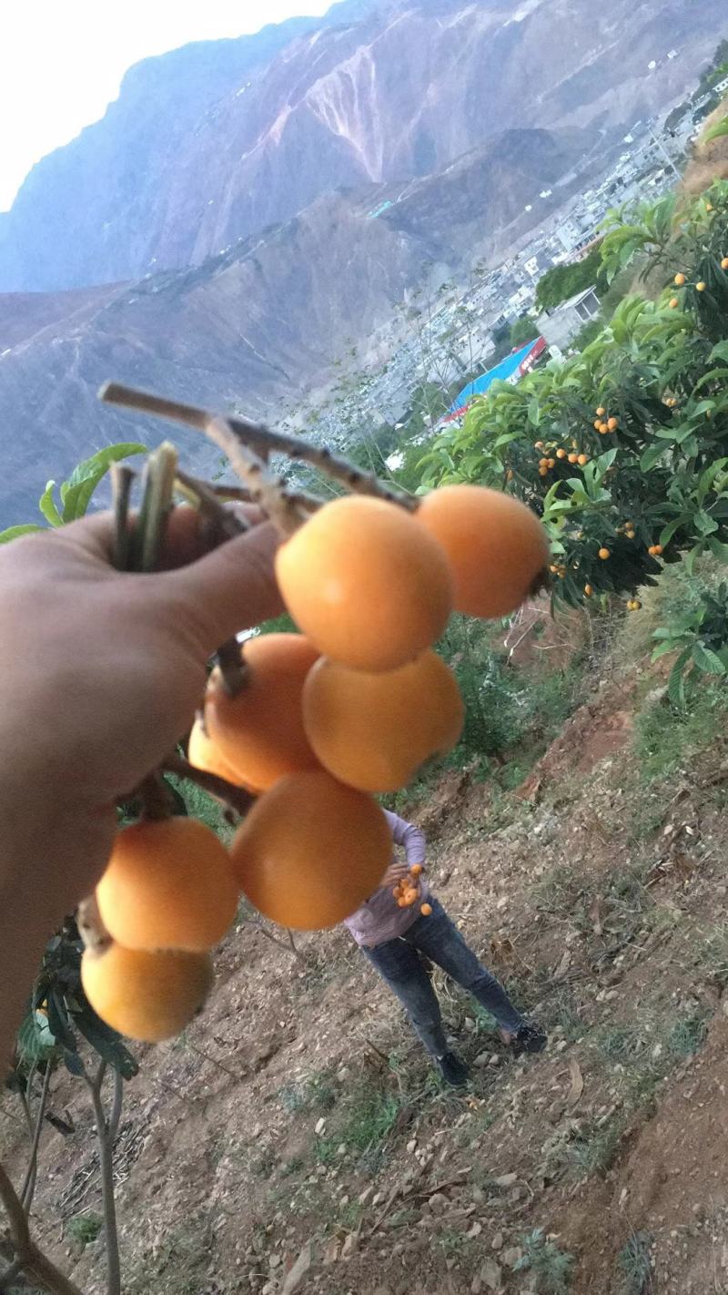 喜欢吃枇杷的亲赶紧下单赶紧下单现摘现卖