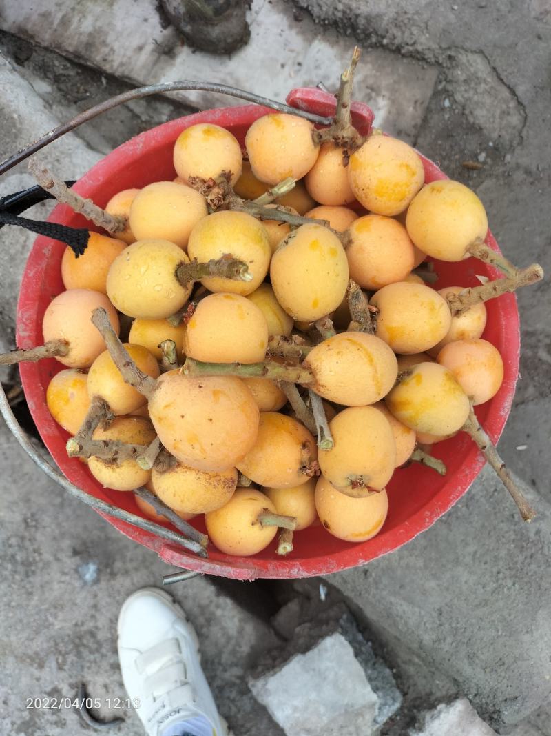 喜欢吃枇杷的亲赶紧下单赶紧下单现摘现卖
