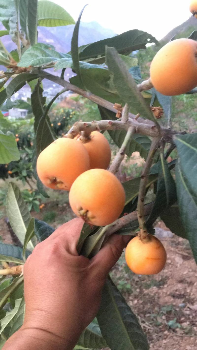 喜欢吃枇杷的亲赶紧下单赶紧下单现摘现卖