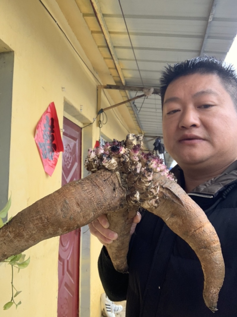 玄参苗，玄参种苗价格，改良元参苗批发，玄参芽子供应