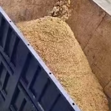 啤酒糟