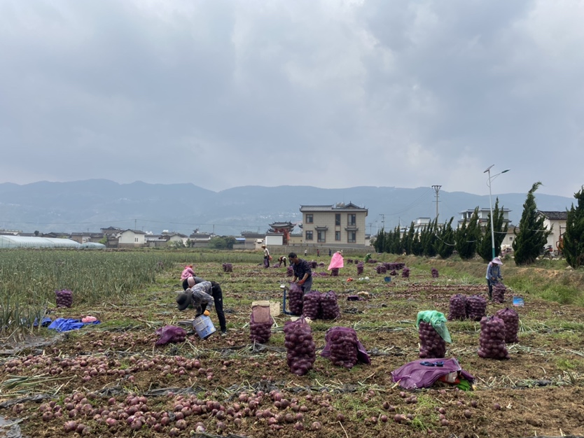 农民正在进行洋葱田间管理操作 洋葱田间管理示意图