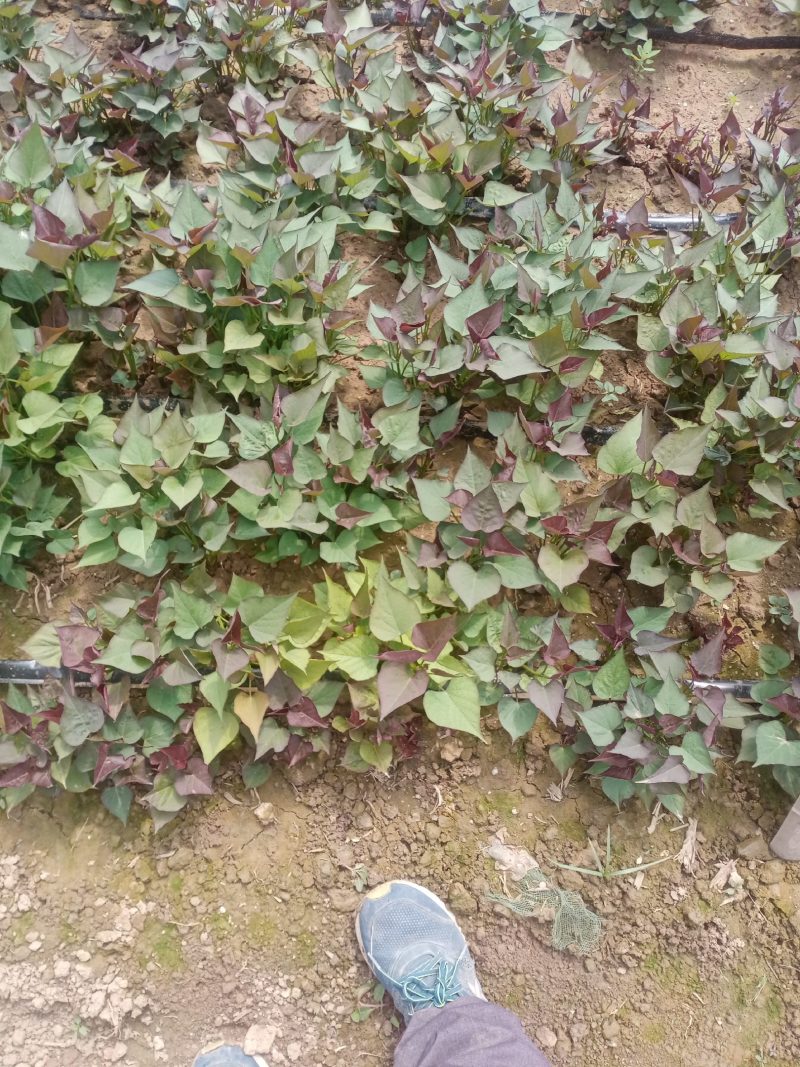 红薯苗