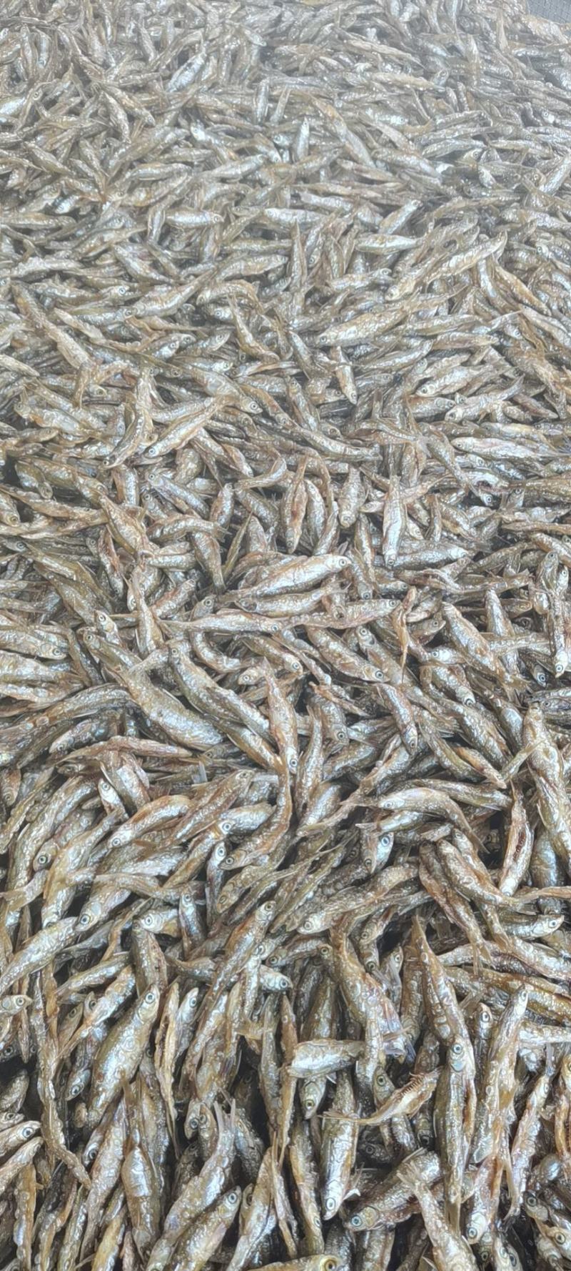 鱼干