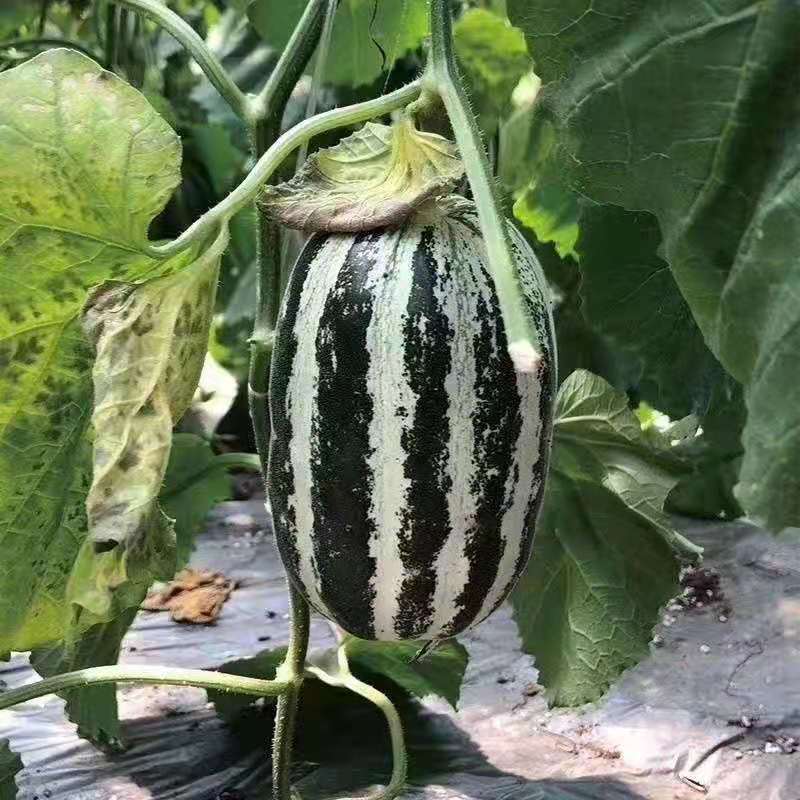 莘县博洋9号产区直发现摘现发头茬鲜瓜一手货源规格齐全