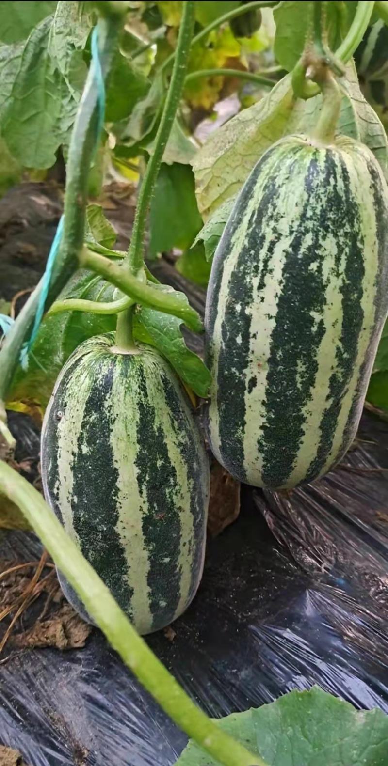 莘县博洋9号产区直发现摘现发头茬鲜瓜一手货源规格齐全